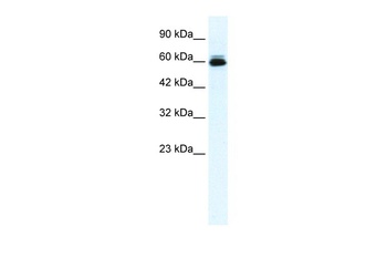 KCNH5 Antibody