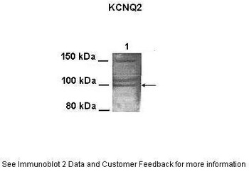 KCNQ2 Antibody