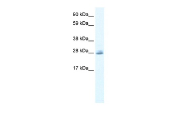 CLC5 Antibody