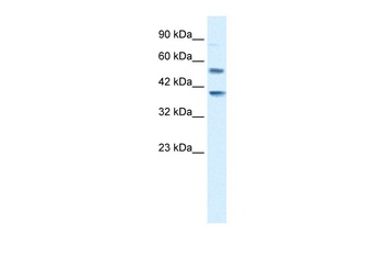 HTR3B Antibody