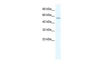 KCNA10 Antibody