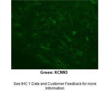 KCNN3 Antibody