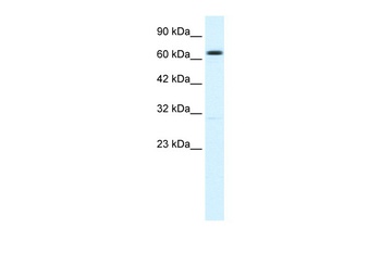 KCNN2 Antibody