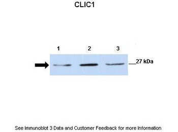 CLIC1 Antibody