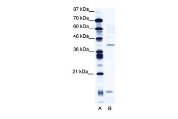 CREM Antibody