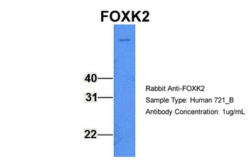 FOXK2 Antibody