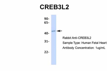 CREB3L2 Antibody