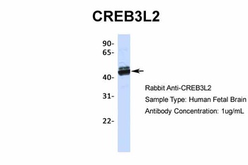 CREB3L2 Antibody