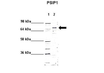 PSIP1 Antibody