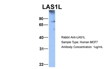 LAS1L Antibody