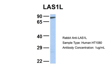 LAS1L Antibody