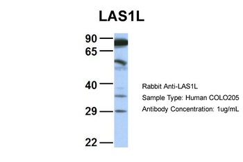 LAS1L Antibody