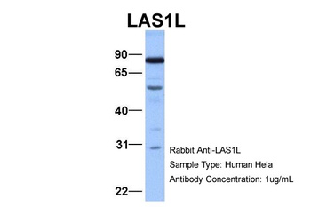 LAS1L Antibody