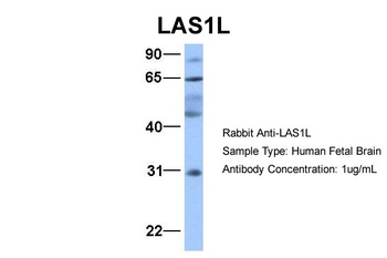 LAS1L Antibody