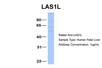 LAS1L Antibody