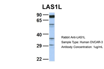 LAS1L Antibody