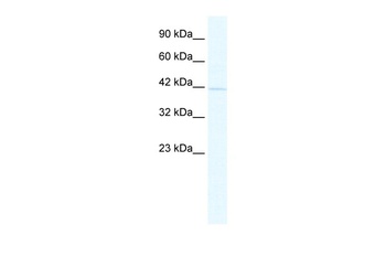 NACC1 Antibody