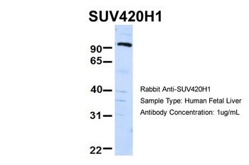 SUV420H1 Antibody