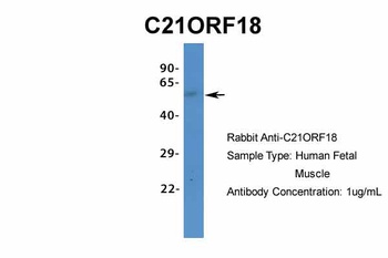 SETD4 Antibody
