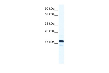 TAF9 Antibody