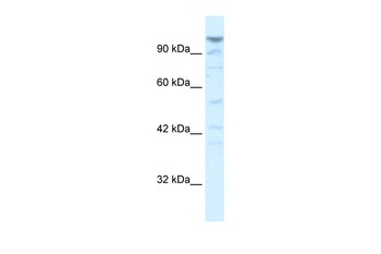 LARP2 Antibody