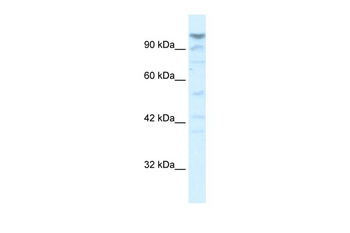 LARP1 Antibody