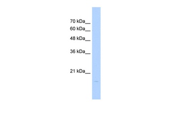 Vax1 Antibody