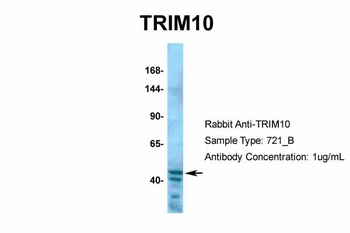 TRIM10 Antibody