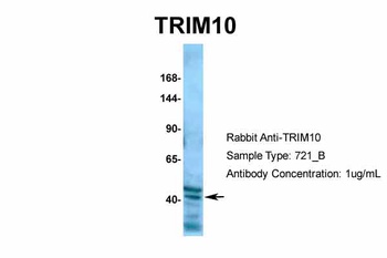 TRIM10 Antibody