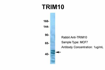 TRIM10 Antibody