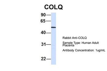 COLQ Antibody