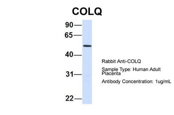 COLQ Antibody