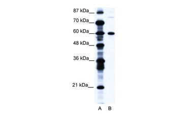 CNOT3 Antibody