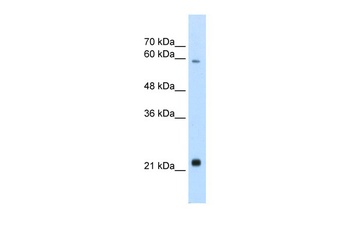 RBPJL Antibody