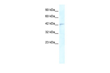 RNF2 Antibody