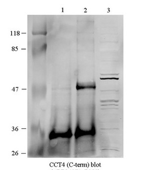 CCT4 Antibody