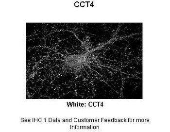 CCT4 Antibody