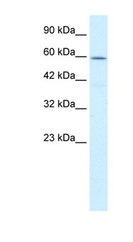 CCT4 Antibody