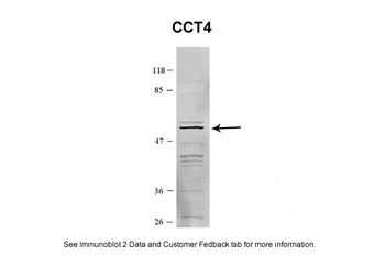 CCT4 Antibody