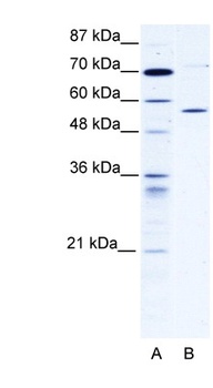 CCT4 Antibody