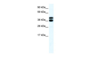 RFP2 Antibody