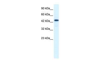 RCOR3 Antibody