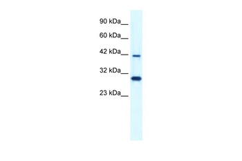 PREB Antibody