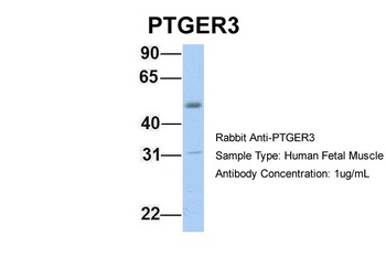 PTGER3 Antibody