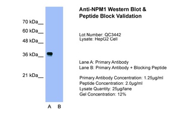 NPM1 Antibody