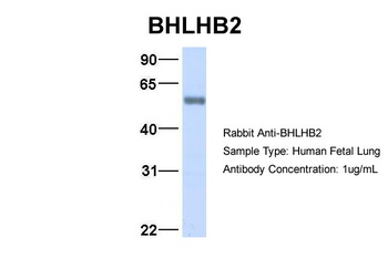 BHLHB2 Antibody