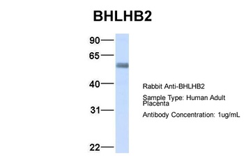 BHLHB2 Antibody