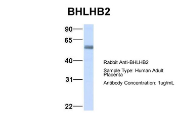 BHLHE40 Antibody