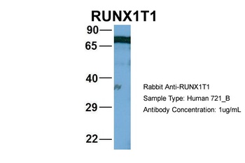 RUNX1T1 Antibody