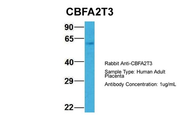 CBFA2T3 Antibody